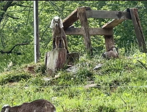 Adorable Baby Goats!