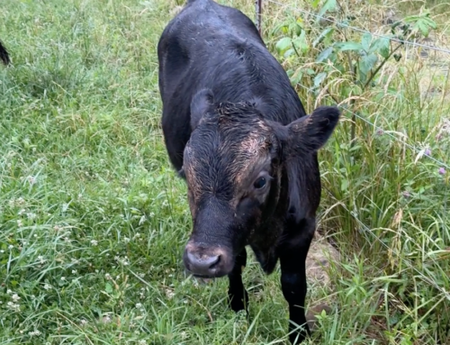 Bull Calf Playing in the Mud