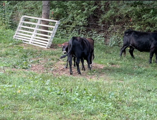 Adorable Mini Jersey Plays Hide and Seek