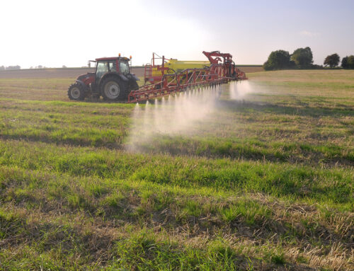 How Gluten and Glyphosate in American Wheat Impact Mental Health